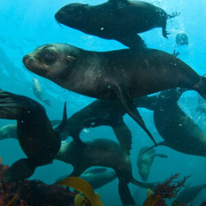 Cape Fur Seal Snorkeling – Hout Bay