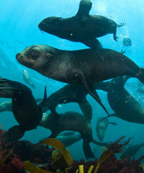 Cape Fur Seal Snorkeling – Hout Bay