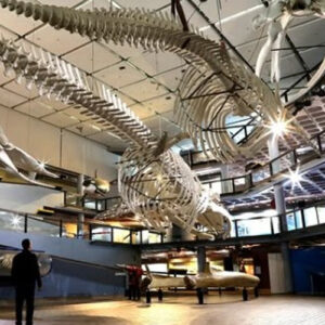 Iziko South African Museum – Cape Town