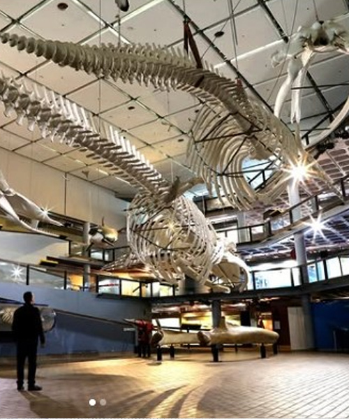 Iziko South African Museum – Cape Town
