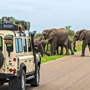 Kruger National Park Safari