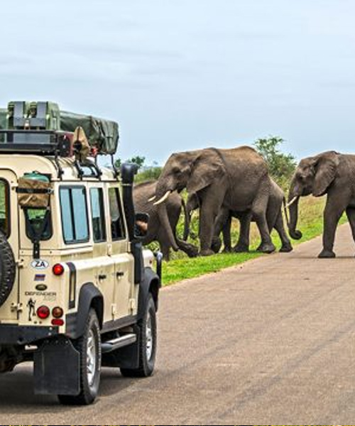 Kruger National Park Safari