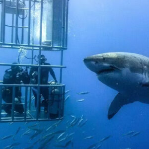 Shark Cage Diving – Gansbaai