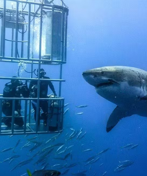 Shark Cage Diving – Gansbaai